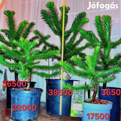 Araucaria araucana (Chilei fenyő)