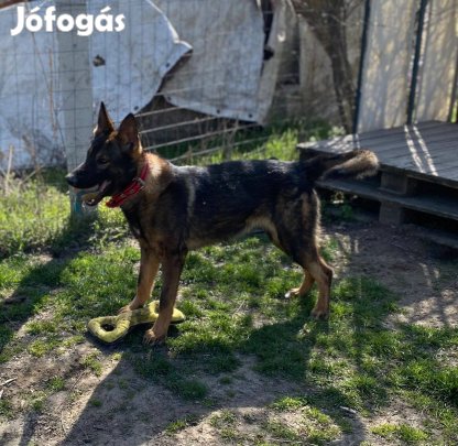 Ariel megfelelő otthont keres