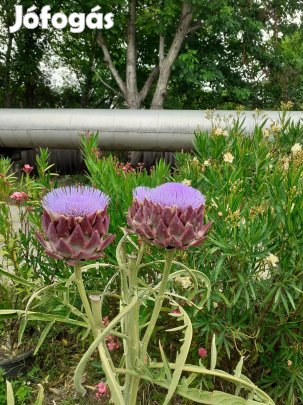 Ariticsóka mag bio gazdaságból