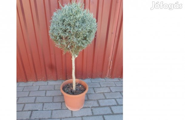 Arizóna ciprus formára nevelt törzses gömb 90 cm 18 000 Ft