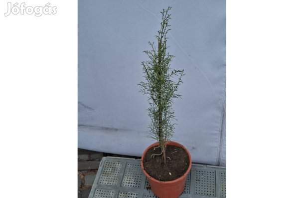 Arizónai Ciprus csemete, Cupressus Arizonica