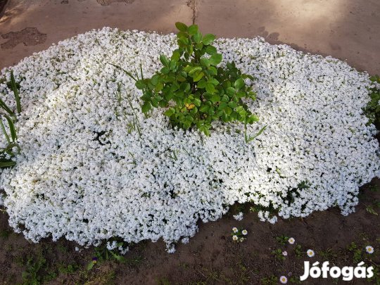 Árlevelű lángvirág