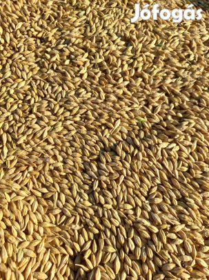 Árpa eladó takarmánynak