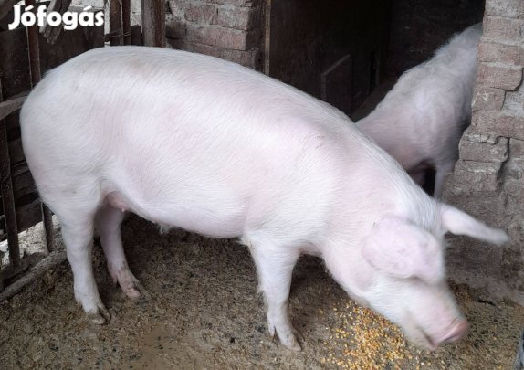 Ártán hízó eladó !