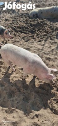 Ártán malacok eladók