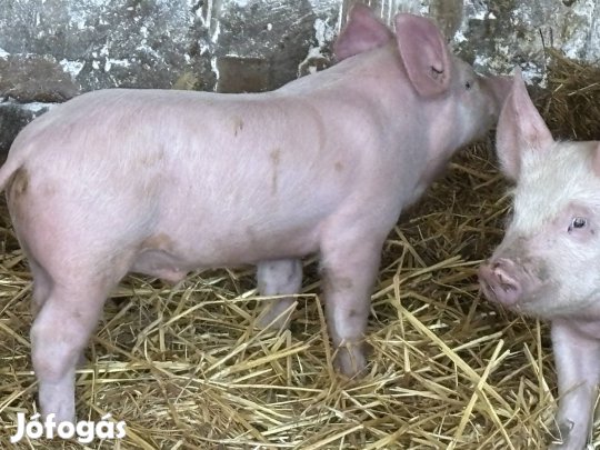Ártány malac tiszta nagy fehér eladó még 2 van