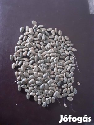 Articsóka mag bio gazdaságból