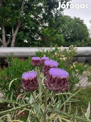 Articsóka palánta bio gazdaságból