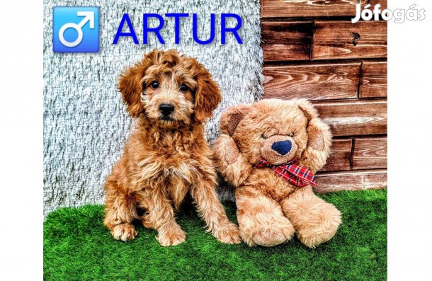 Artúr, a bájos Cavapoo(uszkár+cavalier)kölyök készen áll új otthonára!