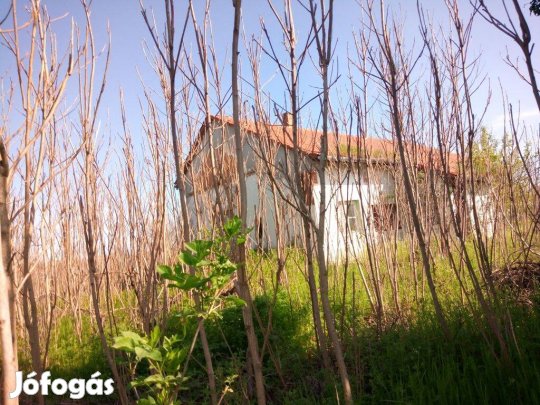 Ásotthalom gátsori 80 nm-es tanya, melléképülettel, 5644 nm-es terület
