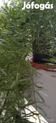 Asparágusok hosszú szárral