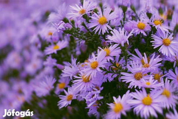 Aster amellus lila csillag őszirózsa évelő