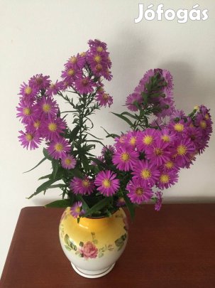 Aster amellus őszirózsa püspöklila