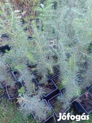 Astlasz cédrus kont csemete eladó