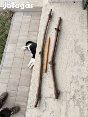 Atos ukrán korai csemegeszőlő vessző