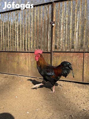 Augusztusi kelésű kakasok új udvart keresnek