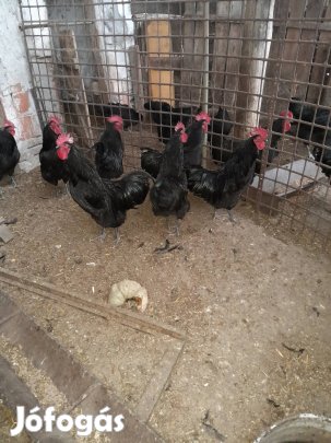 Australorp 1 éves kakasok eladók