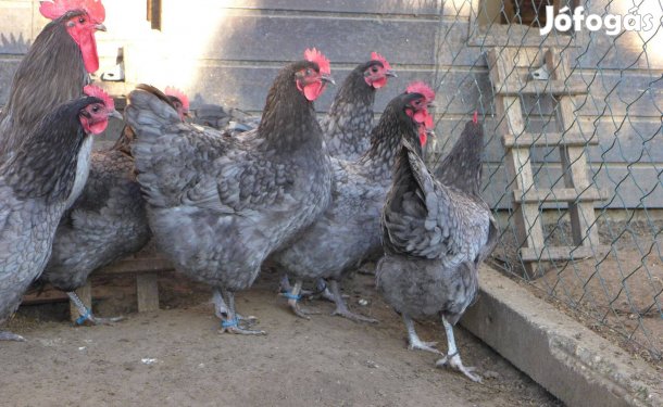 Australorp /ausztralorp/ csibe csirke naposcsibe