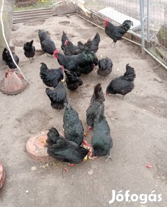 Australorp keltetö tojás!