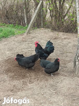 Australorp csapatok eladók
