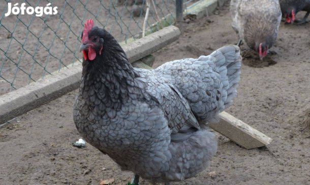 Australorp csibe, naposcsibe, csirke
