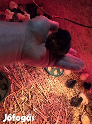 Australorp csibék eladók