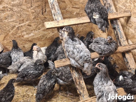 Australorp előnevelt kapasok kakas 