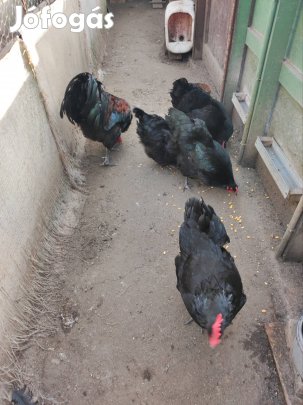 Australorp fekete család