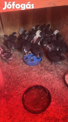 Australorp jércék 4hetesek