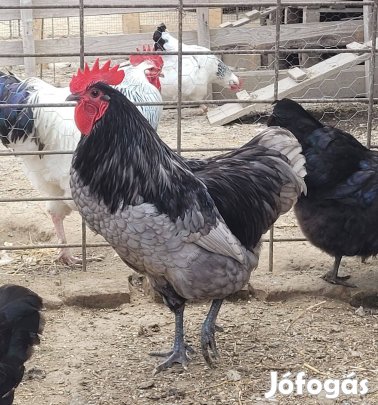 Australorp kakas