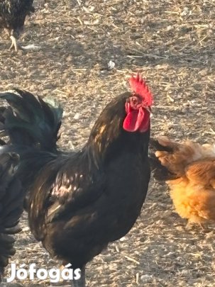 Australorp kakas