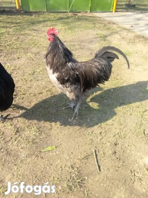 Australorp kakas