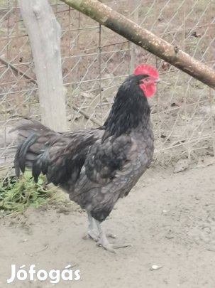 Australorp kakas