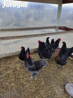 Australorp kakas