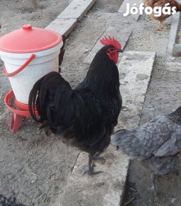 Australorp kakas