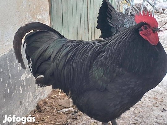 Australorp kakas baromfi