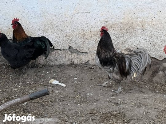 Australorp kakas eladó