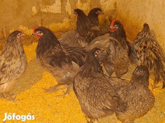 Australorp kakasok