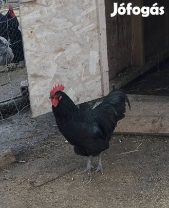 Australorp kakasok 