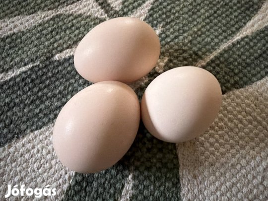 Australorp keltetni való tojás 