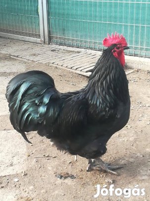 Australorp keltetni való tojás 