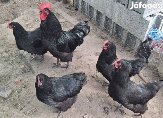 Australorp keltetnivaló tojás
