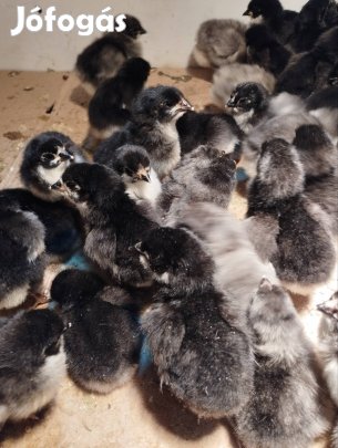 Australorp napos csibe.