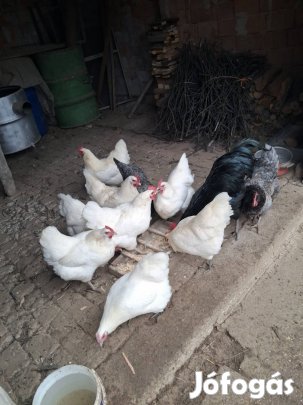 Australorp tenyéstojás