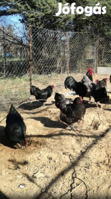 Australorp tenyésztojás