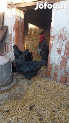 Australorp tenyésztojás