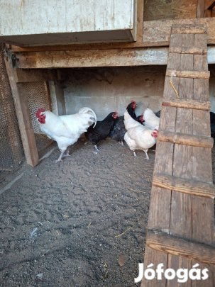 Australorp tenyésztojás eladó