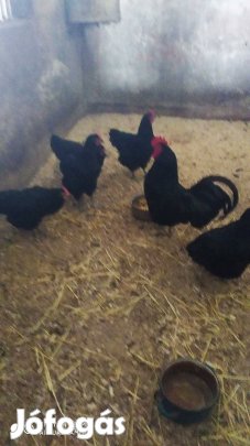 Australorp tojás