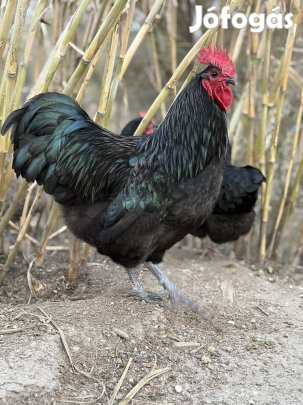 Australorp tojás