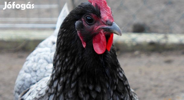 Australorp tojás, tenyésztojás, keltetőtojás